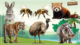 World's Cutest Animals: Rabbit, Bee, Red Panda, Ostrich, Tiger, Hippopotamus