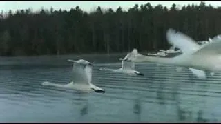 Swans - from "winged migration"