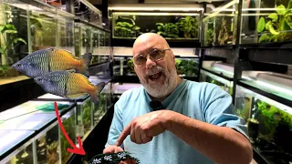 1000 Rainbow Fish Made Using This Method! Expert Breeder’s Advice