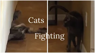 Cat 🐱 Pulls off a sneak attack #cat #catsfighting #catplaying #catmemes #shorts