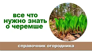 Черемша: что это за растение, как выглядит, где растет, полезные свойства.