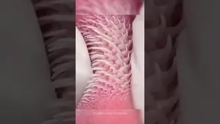 Tiger tongue under microscope😳| #shorts