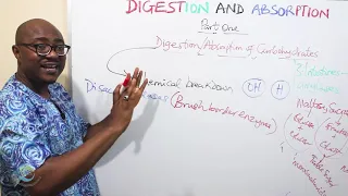 Digestion and Absorption of Carbohydrates