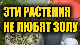 Никогда не кормите золой эти растения чтобы не лишиться урожая!