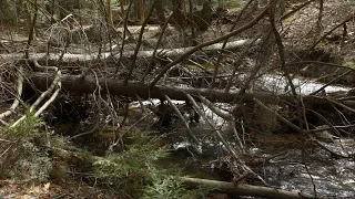 Restoring Streams Naturally with Large Wood