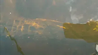 Alligator underneath kayak!