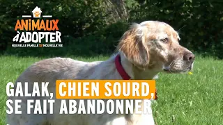 Galak, chien sourd, se fait abandonner