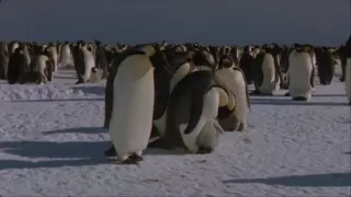 The Penguin Story