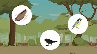 Vielfalt einheimischer Vögel einfach erklärt | sofatutor
