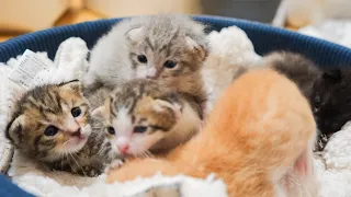 Five kittens arrived from the animal protection center🐱🍼