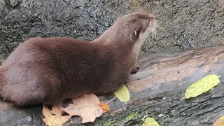 Asian River Otters @ The Columbus Zoo 10/29/23