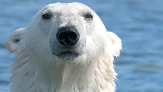 Polar Bear Goes After a Young Beluga Calf