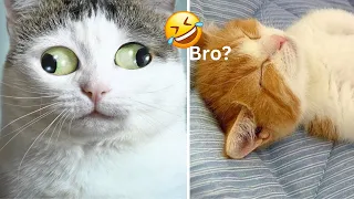 Funny Animals 2024 😂 New Funny Videos 2023 😍Cutest Cats and Dogs 🐱🐶 Funny Cat and Dogs Video Part 45