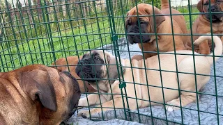 AMAZING Boerboel Puppy Transformation From 3 Days To 6 Weeks Old Cute Chunky Pups