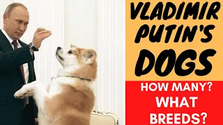 Vladimir PUTIN and his DOGS!  What dog breeds famous politicians have?