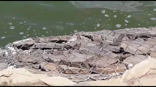 змеиное гнездо - Таганрог Лиман