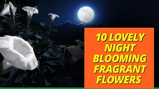 10 Lovely Night blooming fragrant flowers with strong scent at night