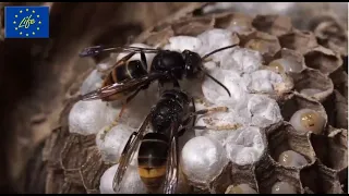 LIFE STOPVESPA Life for the Bees ITA - documentario completo