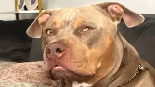 This dog gets disappointed when humans don't understand her