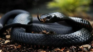 Топ 7 самых ядовитых змей в мире. Опасные змеи