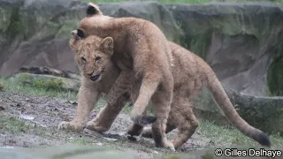 Lion Cubs : Zoo Antwerpen