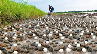 Wow So amazing fishing a lot of snails 🐌🐌🐌🐌🐌🐌 at rice field when flooding