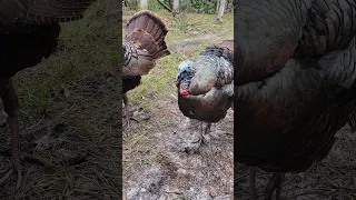 Dreams #hunting #turkey #Osceola #florida