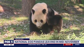 DC’s giant pandas to leave National Zoo for China by mid-November