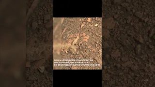 Spider-like Object Found On Mars