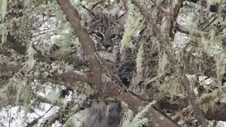 Bobcat Hunting with Hounds - Stuck N the Rut 140