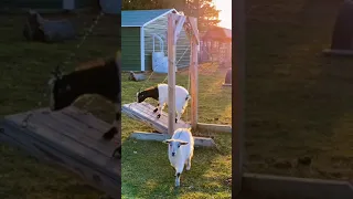Goat 🐐 having fun in swing #shorts #youtube #funny #moments #goviral #viral