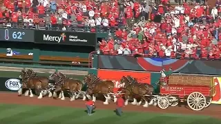 The Budweiser Clydesdales go around Busch Stadium for 2018 home opener