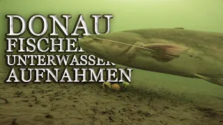 Donau fischen Unterwasseraufnahmen