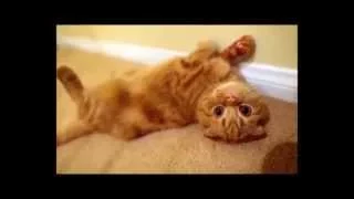 Групируюсь !))смешные коты! приколы! смешные животные!  / fun! funny animals!  funny cats! humor!