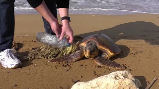 Malta - Turtle rescue at Imgiebah Bay