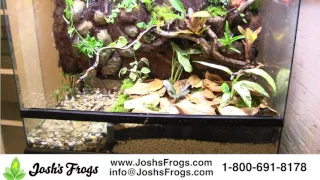 Josh's Frogs Substrate Stop Pond Wall