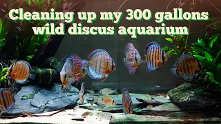Clean up of the Grotto, my 300 gallons wild discus aquarium