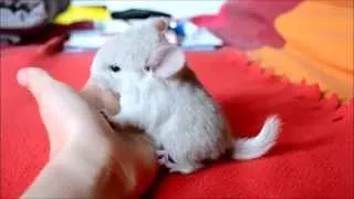 Bébé chinchilla femelle Blond : Doli