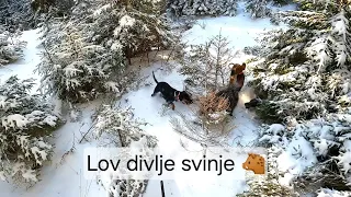 Lov divlje svinje sa psima 🐕🐗☘️ | Wildboar hunting