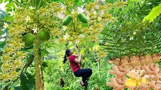 Harvest papaya flowers and ginger root to go to the market to sell - Wild girl - Huong