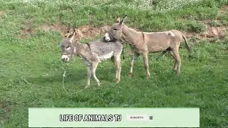 Donkey Mating and try - Excellent Animals Service Meeting | Donkey sex