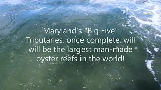 Marylands Big Five Oyster Reef Restoration Plantings