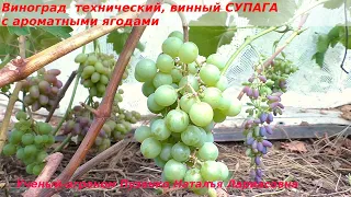 Виноград технический, винный СУПАГА с ароматными ягодами  (Пузенко Наталья Лариасовна)