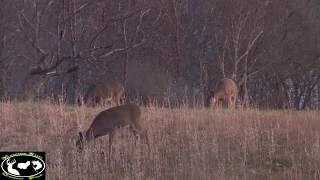 7mm Mag wv Doe Hunt