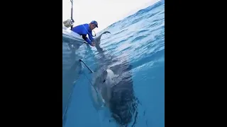 Massive 1000lb Tiger Shark caught while Bottom Fishing