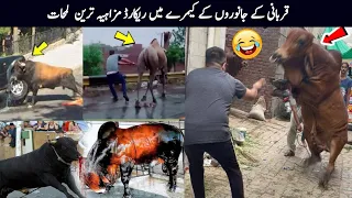 Qurbani Animals Funny Moments Caught On Camera _Be a Pakistani.