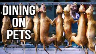 Why China's Dog Meat Summer Festival is Popular?