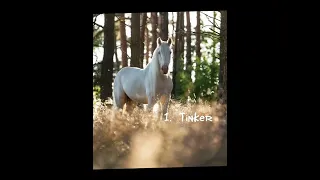 🐴Wybierz Konia🐴