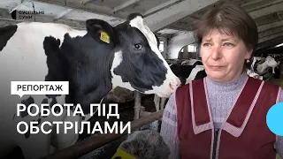 «Ми граємо в цю рулетку». Як працює ферма під обстрілами на кордоні Сумщини