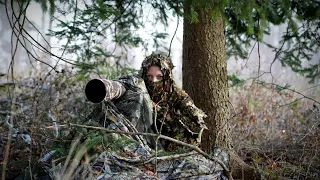 Wildlife photography 🦨camouflage 🦌deceive 🐿️ shoot🦊